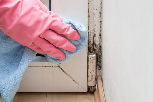 Mold Removal Process in Pleasant Grove, AL